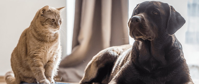 chien chat